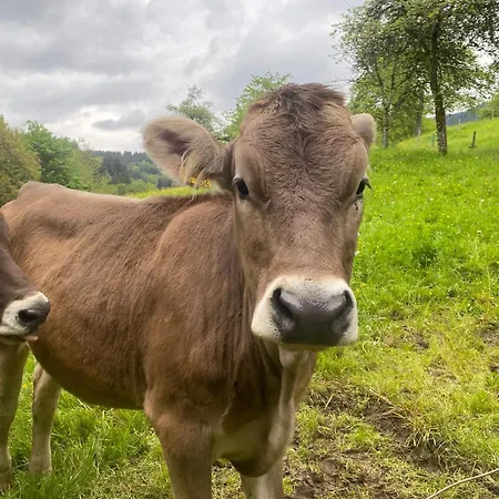 Brutoni Bad Peterstal-Griesbach